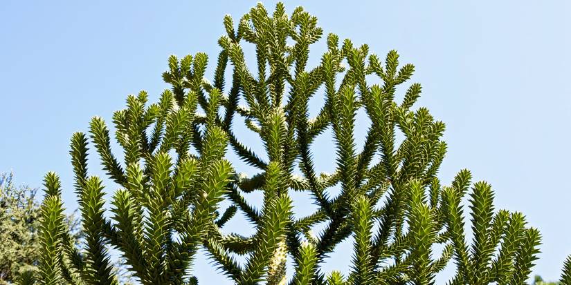 Jurassic Park Backyard Ideas: 5 Pretty Plant Options