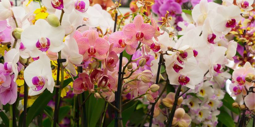 Discover 5 Important Plant Collections at the United States Botanic Garden