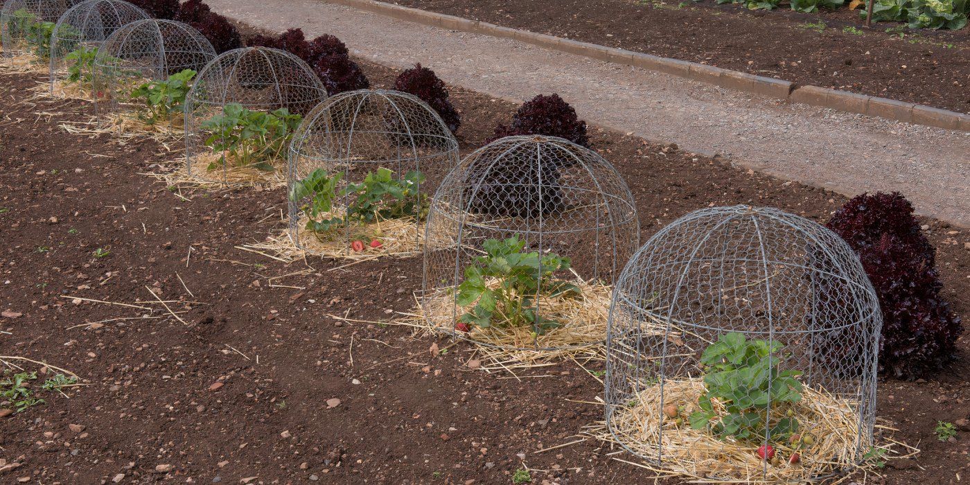 How to Chicken-Proof Your Garden Space