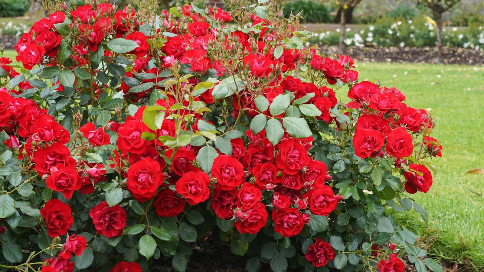 Floribunda Roses Color Before Romance Took Over: The True Color History of Roses