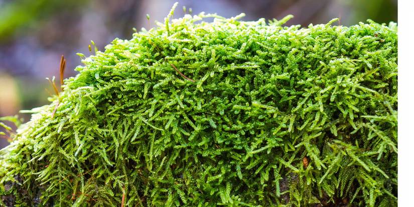 6 Fairy Garden Mosses to Grow Now