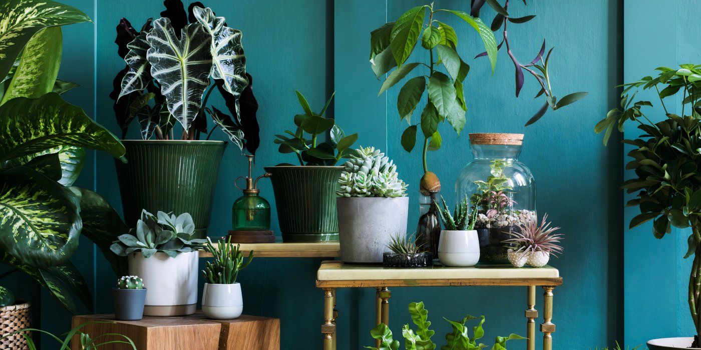DIY Plant Shelf: Create a Stunning Home For Houseplants
