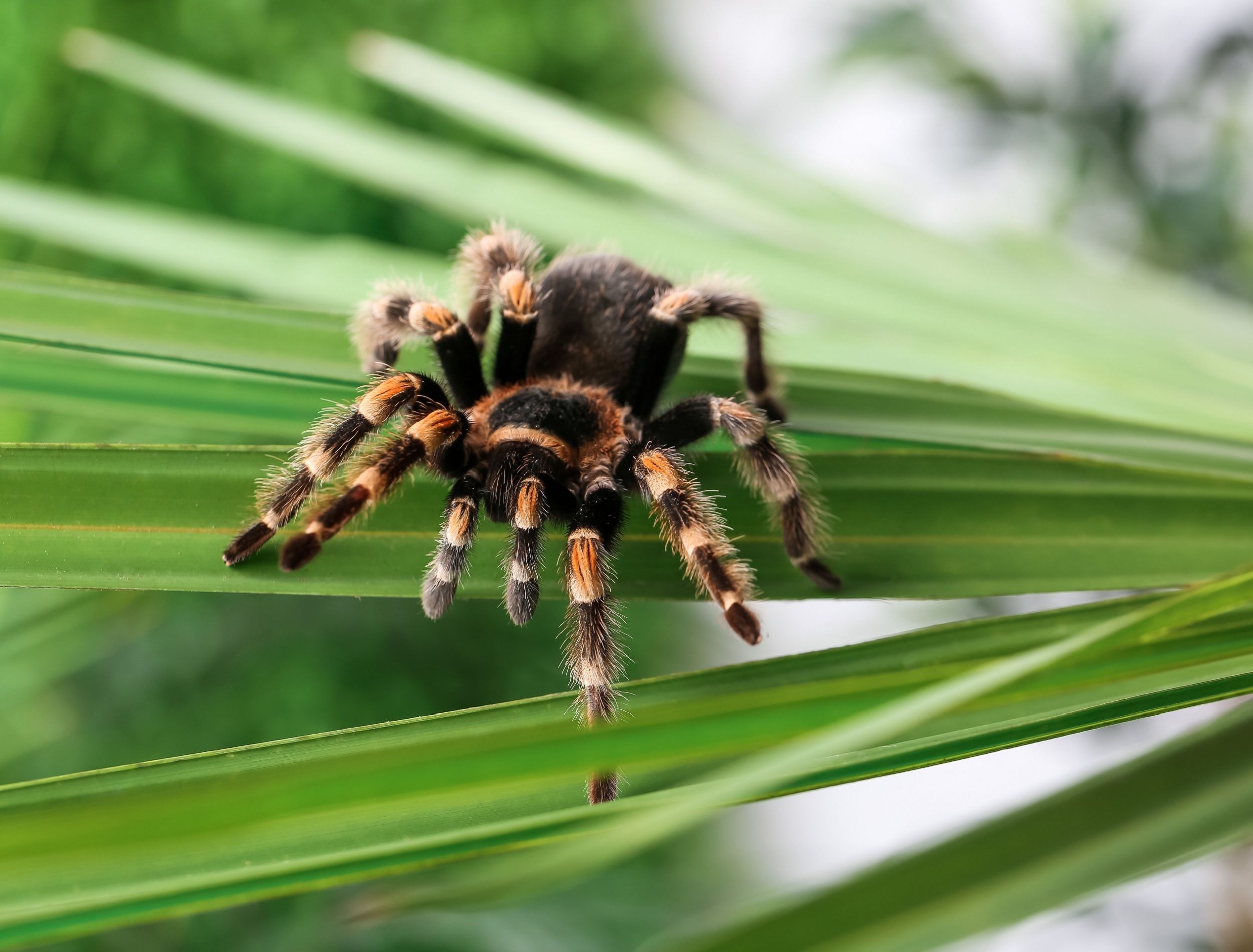 Tarantulas in the Garden? Here's Why They're Showing Up More
