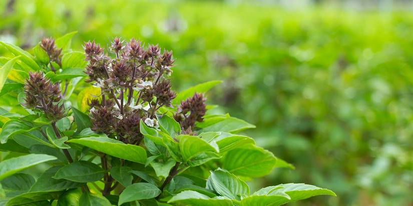 Best Herbs and Spices to Grow for International Cuisine