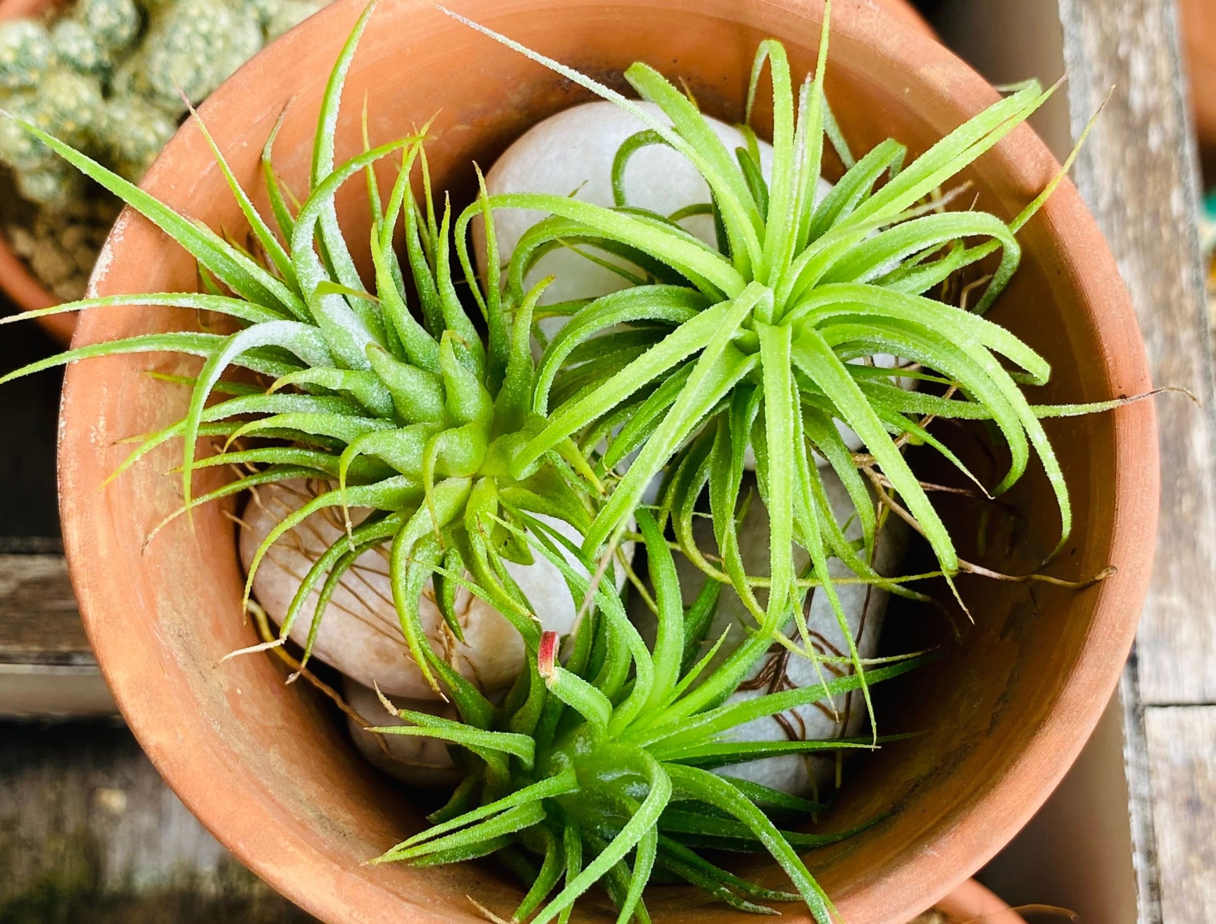 What Is an Air Plant? Meaning, Benefits, and Indoor Uses
