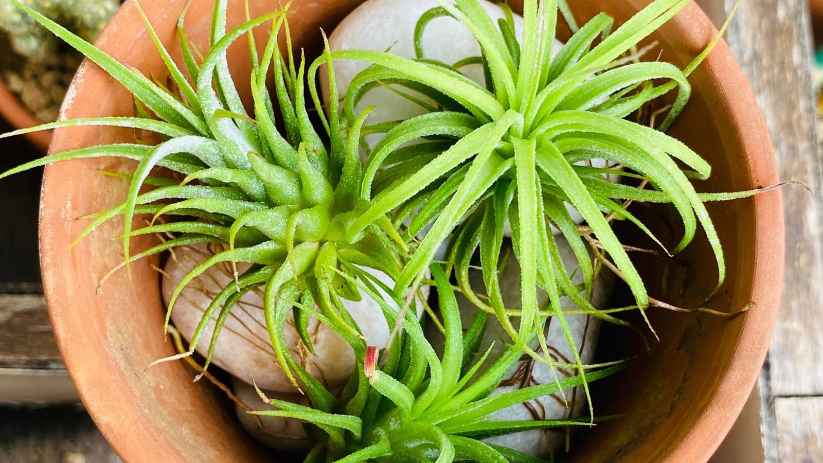 What Is an Air Plant? Meaning, Benefits, and Indoor Uses