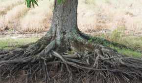 Wide Roots Root Zone: How Far Do Plant and Tree Roots Spread and Why?