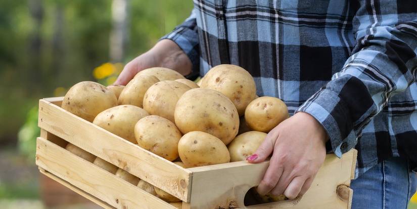 Discover the Types of Potatoes That Make the Best Soup