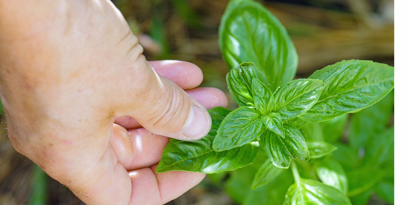 Which Seeds Sprout and Grow the Quickest?