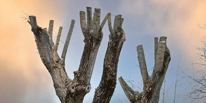 Tree Toppings: When Does It Makes Sense?
