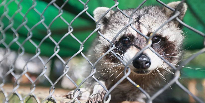 Clever Strategies to Outsmart Raccoons and Protect Your Garden