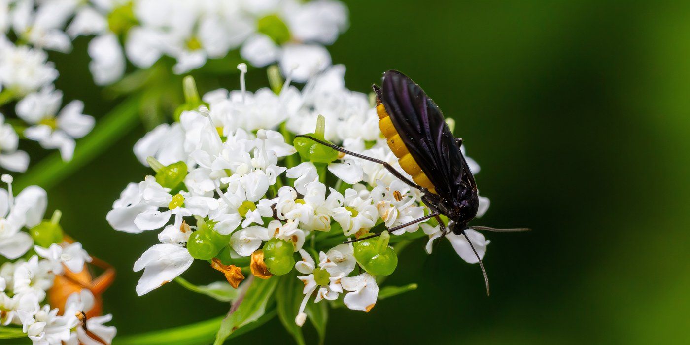 Gnats in the Soil? Here's the Real Reason