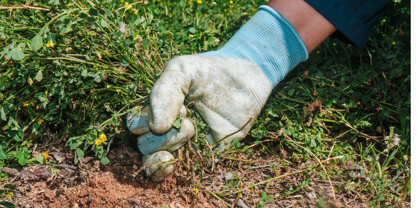 Strange Plant Growing? Here's Your Action Plan