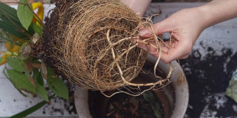 Summer Is Tough on Houseplants. How to Fix the Problem Fast