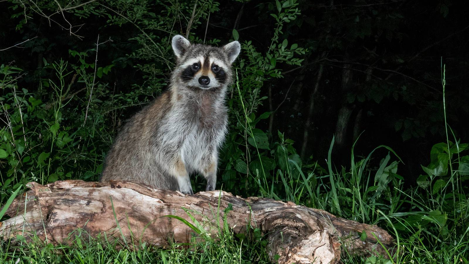 Clever Strategies to Outsmart Raccoons and Protect Your Garden
