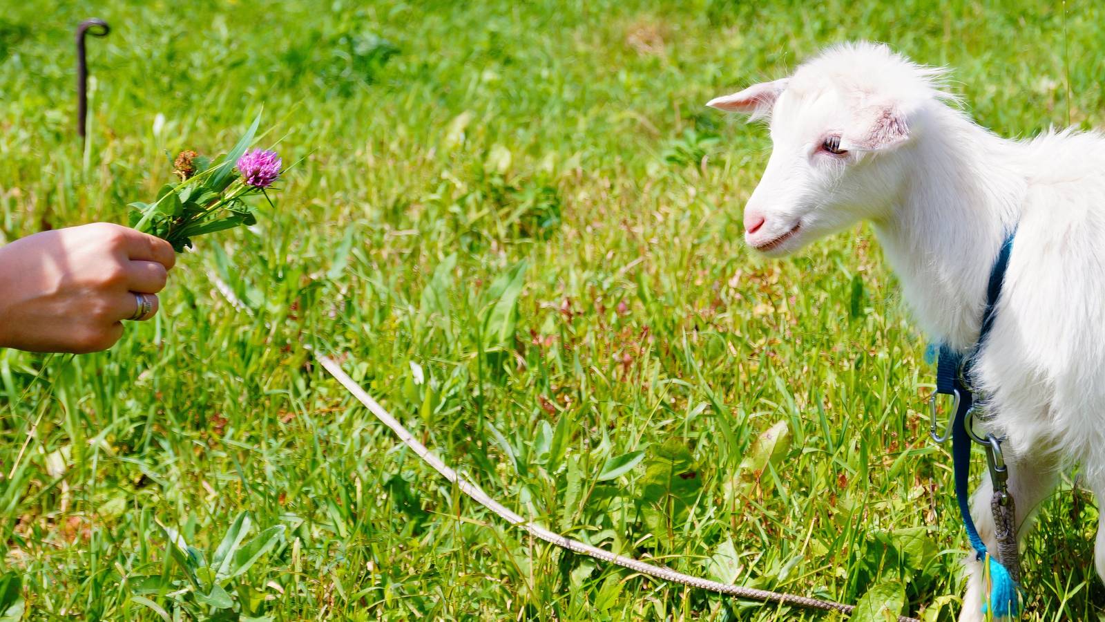 Goat In Garden 5 Summer Plants That Double as Goat Feed and Garden Beauties