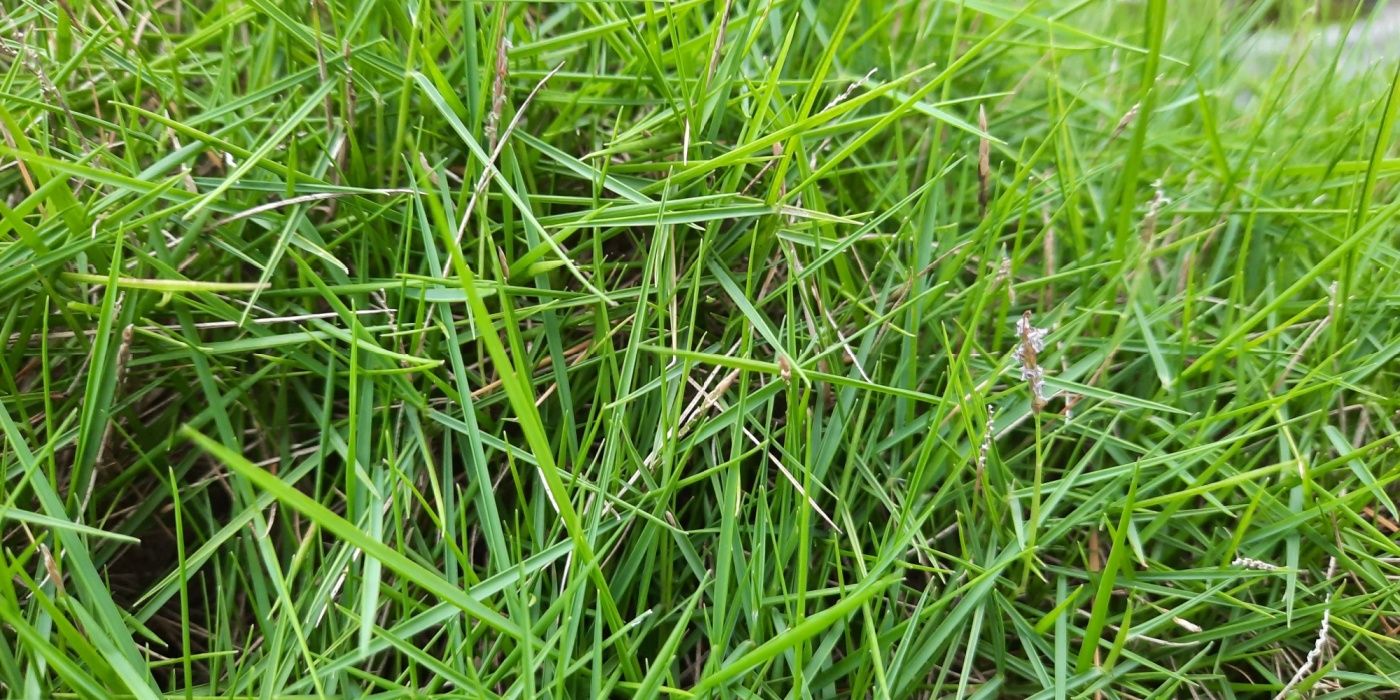 Your Barefoot Guide to the Softest Lawn Grasses