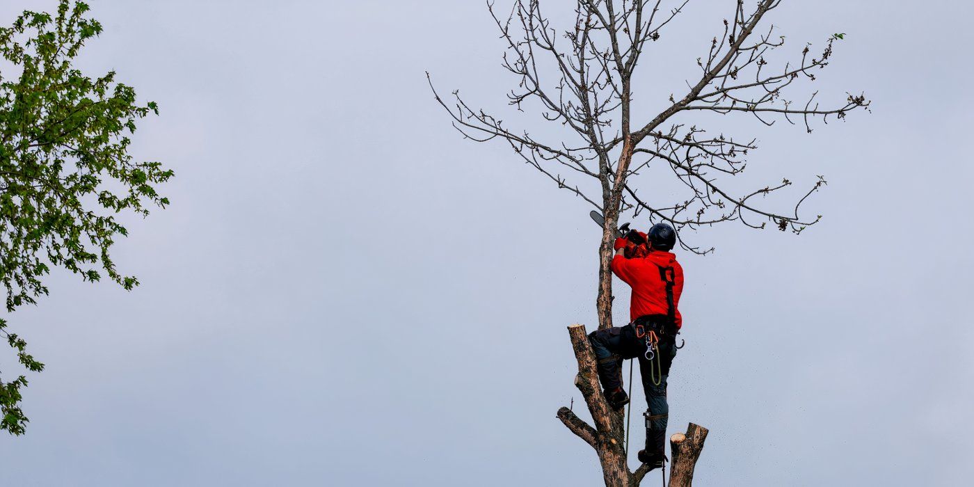 Tree Toppings: When Does It Makes Sense?