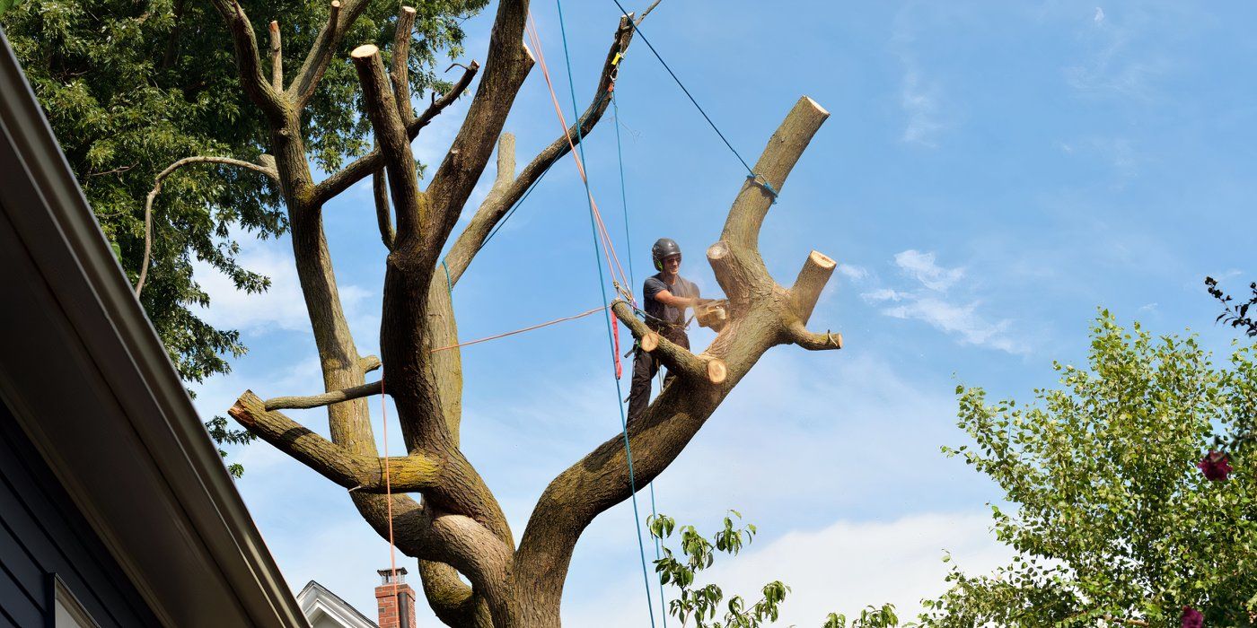 Tree Toppings: When Does It Makes Sense?