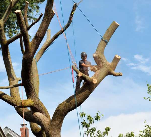 Tree Topping Building Tree Toppings: When Does It Makes Sense?