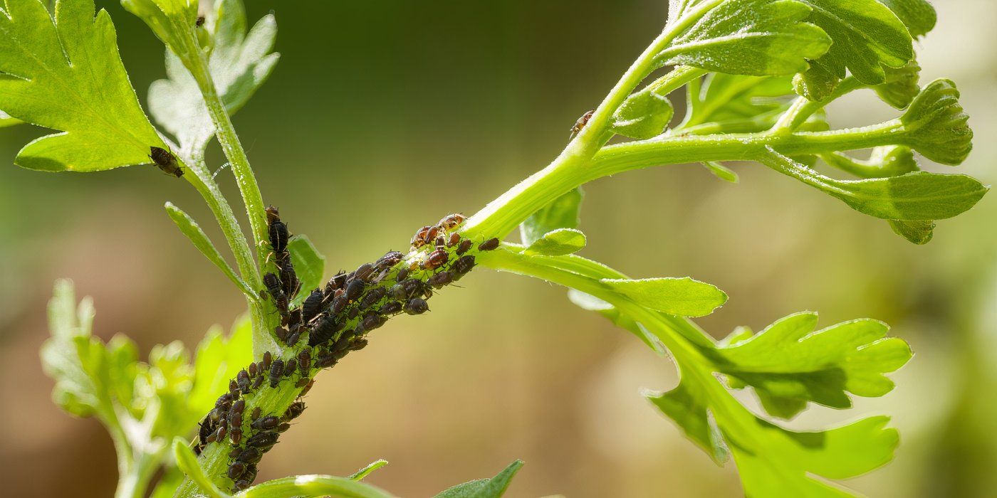 Herb Damage? 6 Pests to Watch For