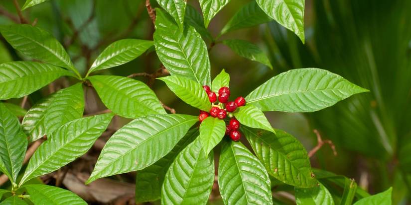 Wild Coffee: The Caffeine-Free Shrub