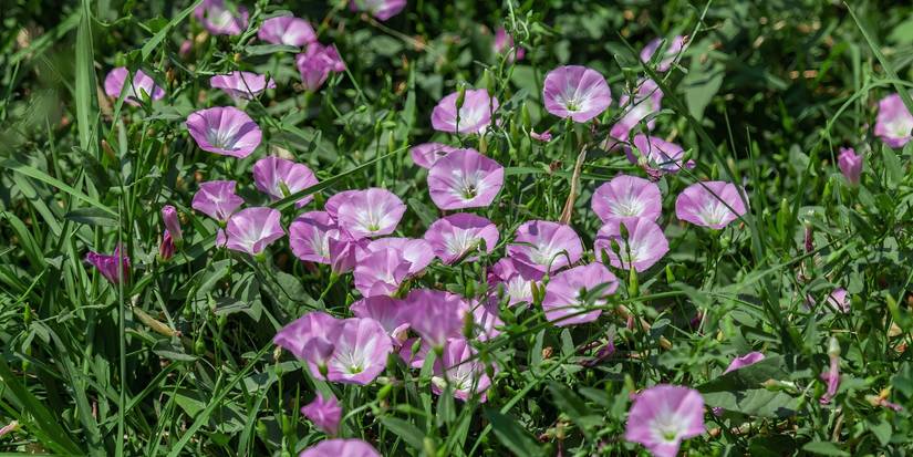 Bindweed Sprouting Have You Spotted This Plant? It's Taking Over Gardens Fast!