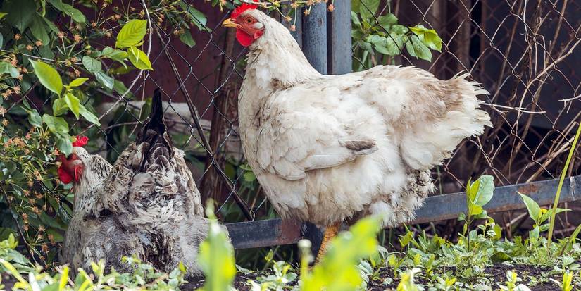 Chicken Exploring Build a Backyard Playground For Your Chickens
