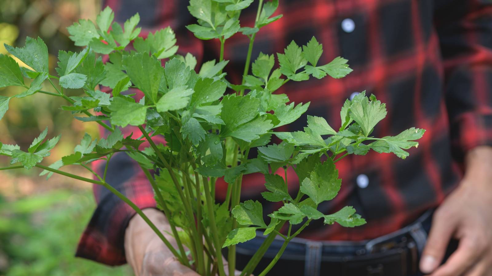 Why Cilantro Divides Plates, Palates, and Entire Cultures