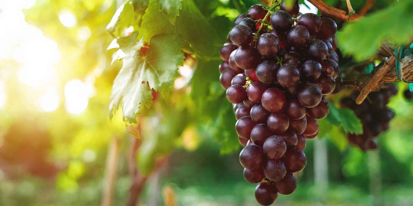 Grapes: Why Some Crunch and Others Stay Smooth