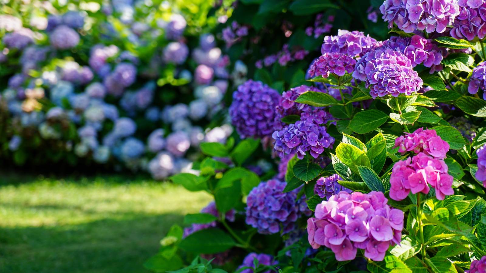 Five Color Hydrangea Unlock the Secrets to Changing Hydrangea Flower Colors Naturally