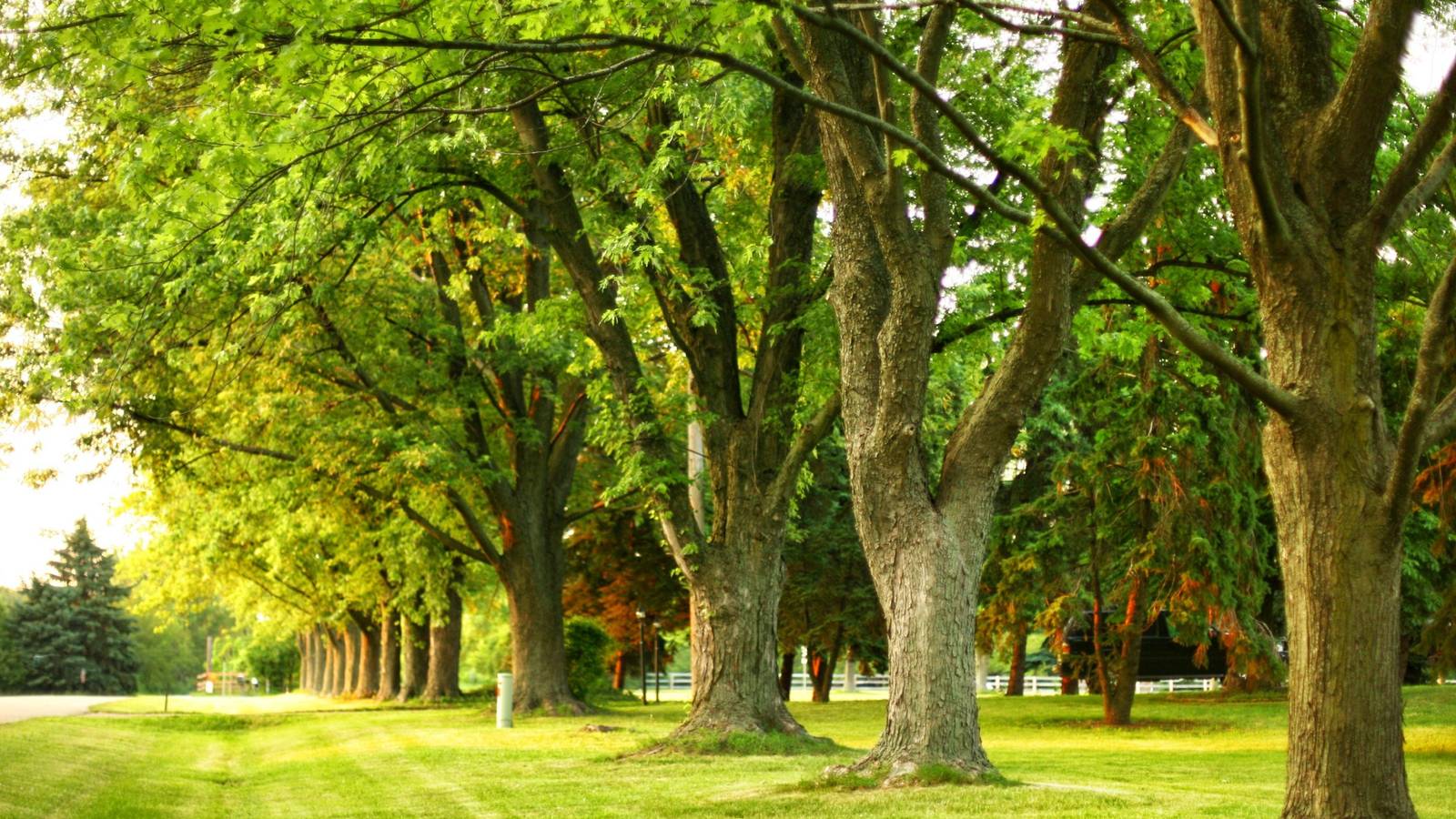 Hidden Gold: Are Your Backyard Trees Worth a Fortune?