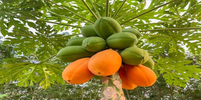 Grow Your Own Papaya Tree Today