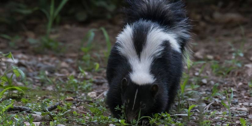 Yard Full of Holes? These Night Visitors Might Be to Blame