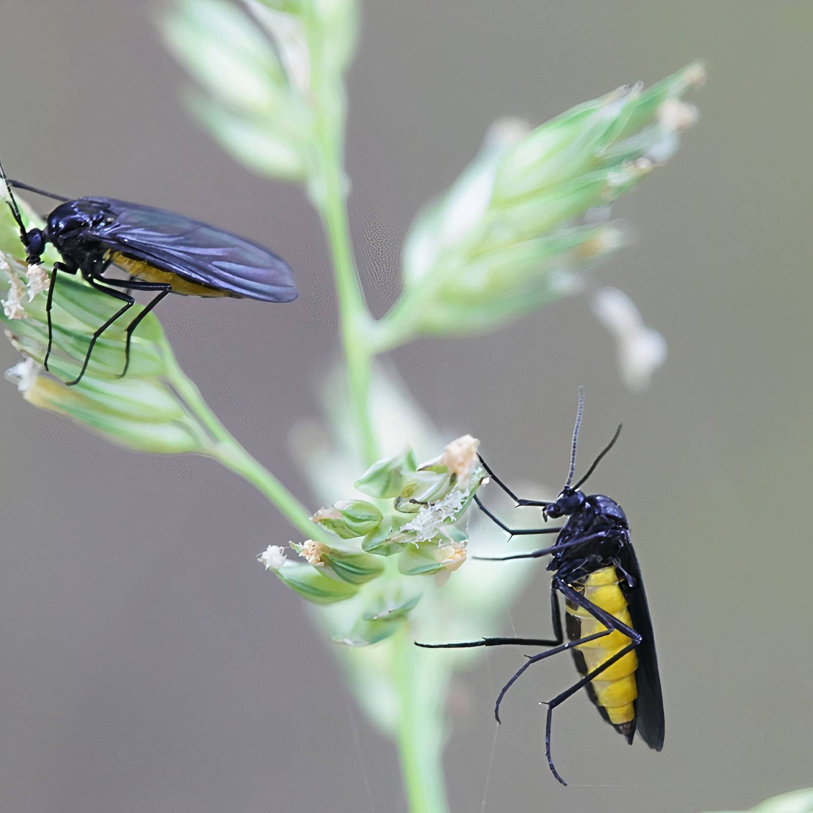 Gnats in the Soil? Here's the Real Reason