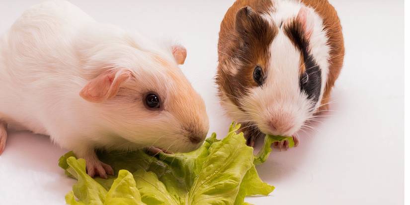 6 Garden Treats Rabbits and Guinea Pigs Love