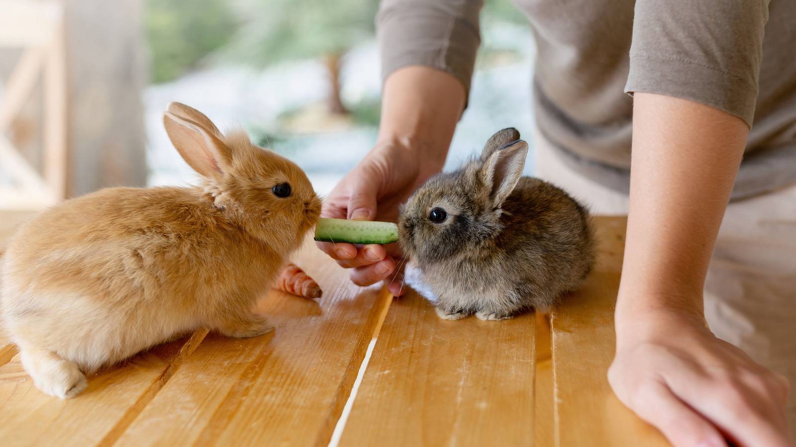 Cropping A Rabbit 6 Garden Treats Rabbits and Guinea Pigs Love