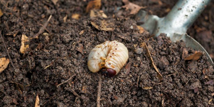 Worms or Grubs? Learn Which Ones Help Your Garden