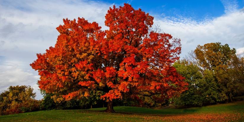 8 Stunning Trees That Shine in September: The Ultimate Fall Landscape
