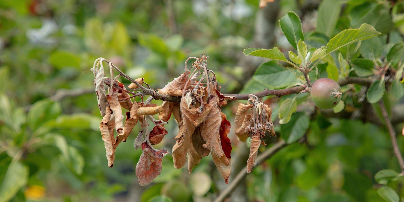 Uncovering the Mystery: Why Plants Suddenly Shed Leaves