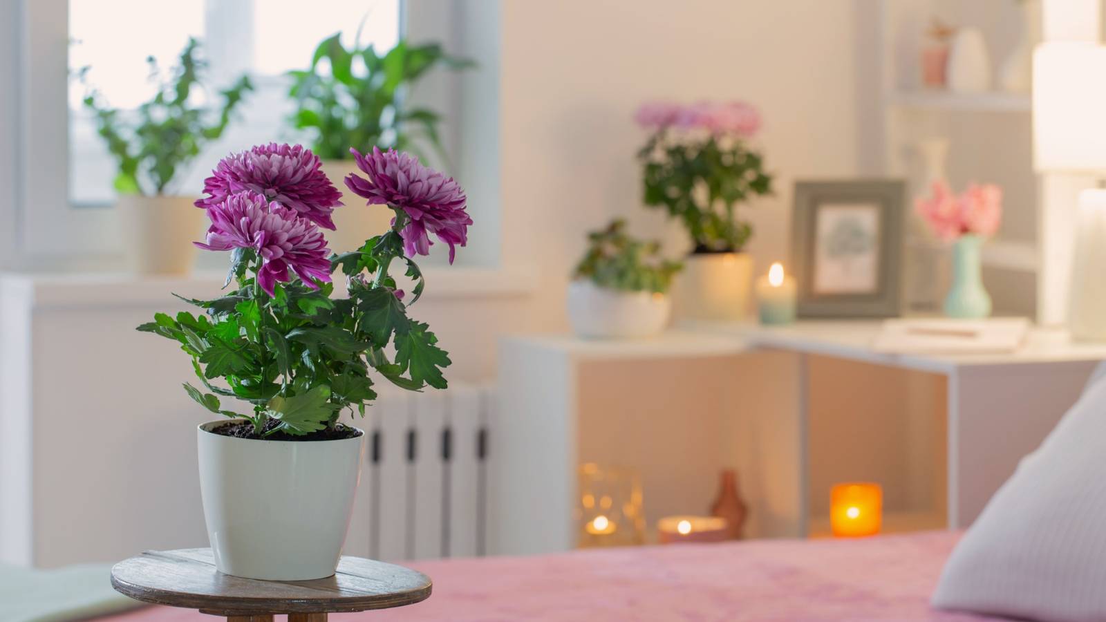 Grow Houseplants That Repel Spiders Naturally Indoors