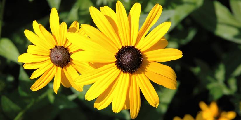 The Cheapest Way to Landscape Your Backyard Beautifully