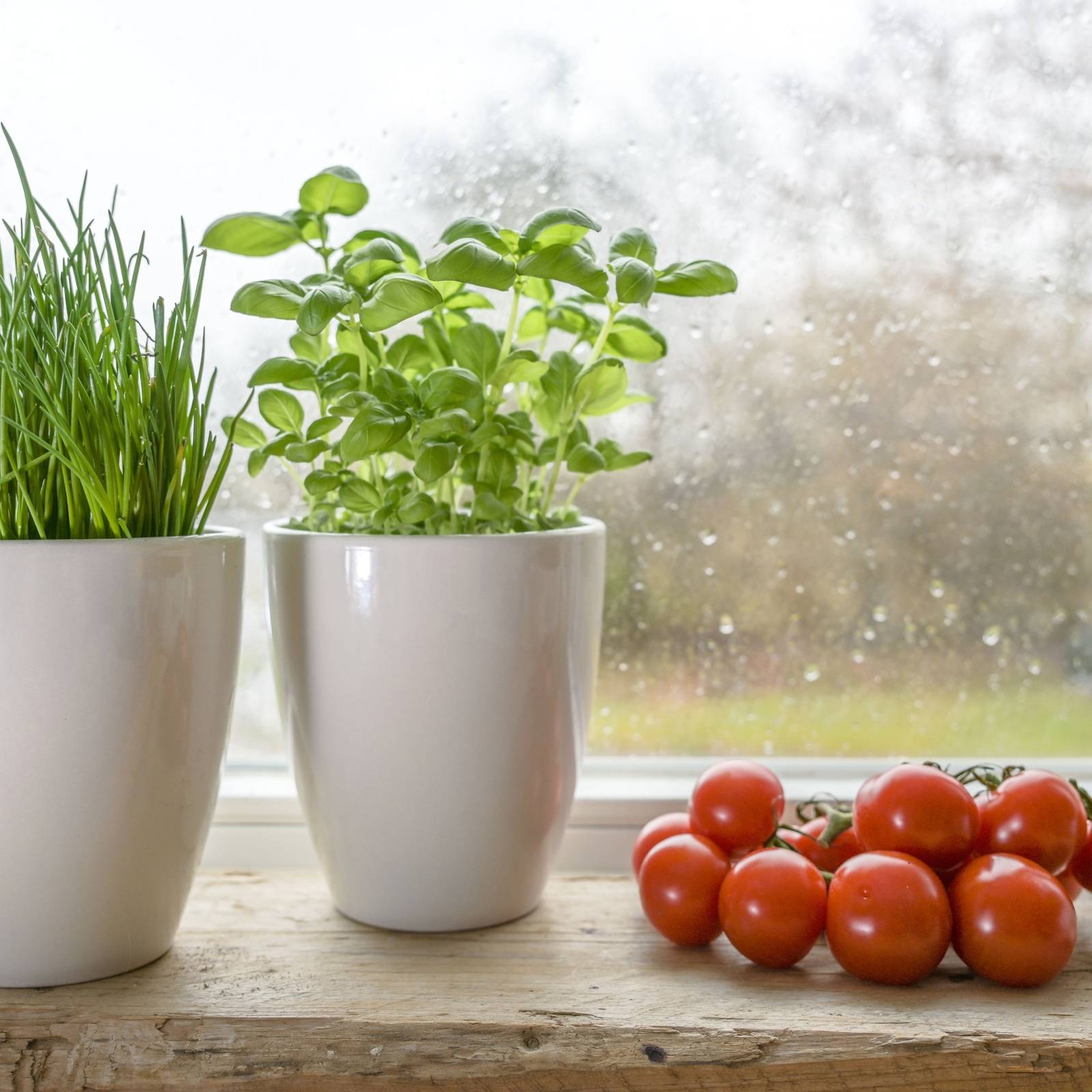 Container Gardening: 5 Plants With Shallow Roots Perfect For Small Pots