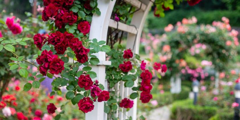 Aars Climbing Roses Before Romance Took Over: The True Color History of Roses