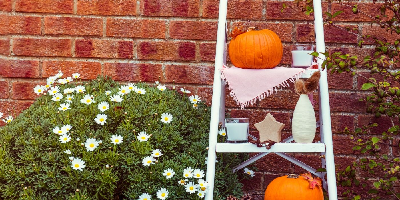 7 Creative Ladder Landscaping Ideas for Small Outdoor Spaces
