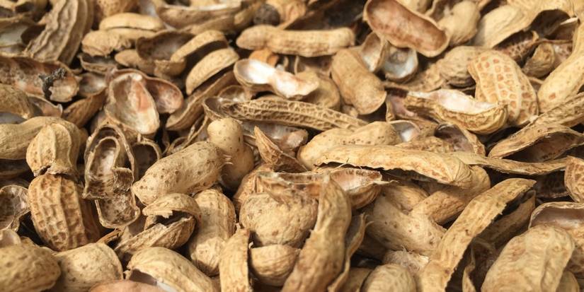 Cracking Shells Enjoy Your Nuts Without the Struggle