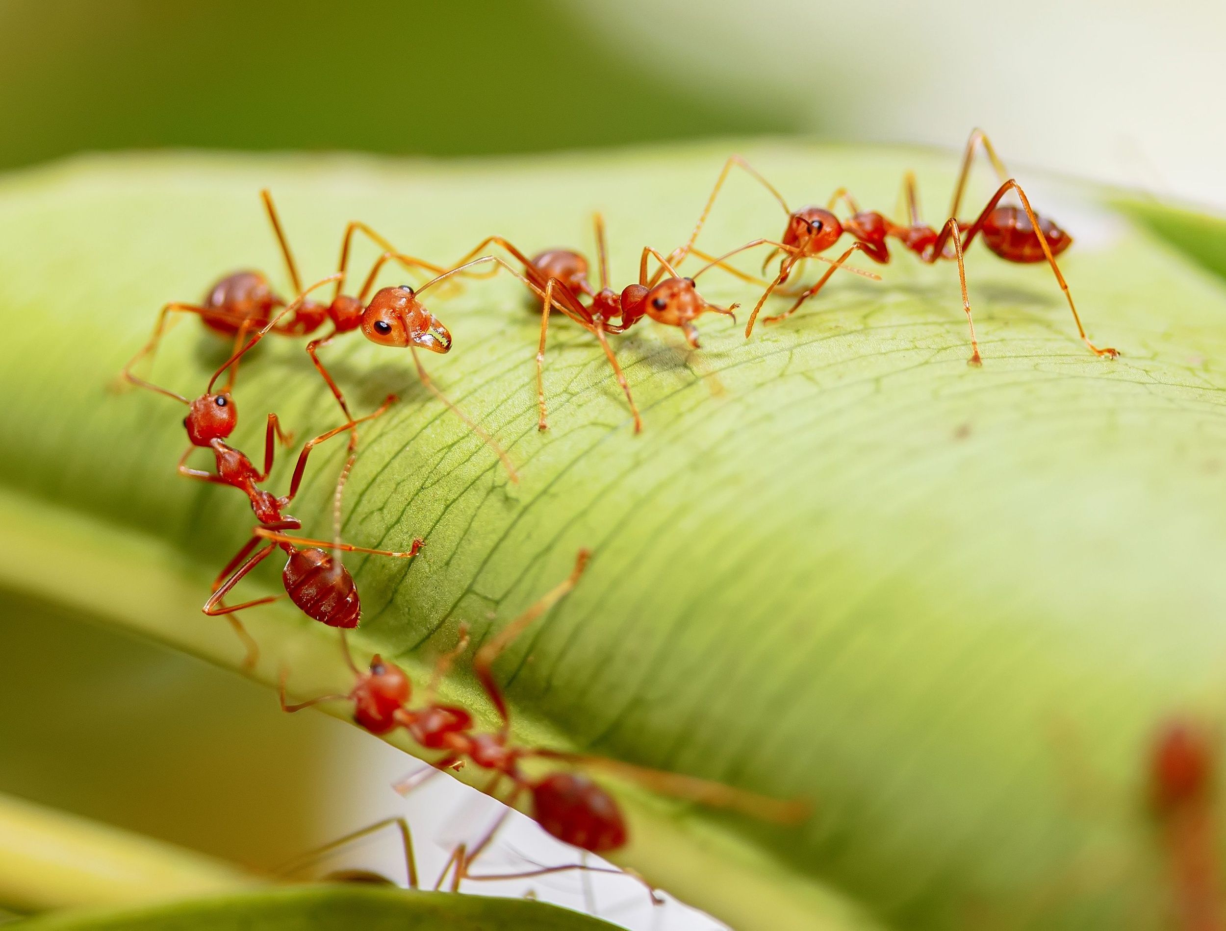 Rimo Ant Animals That Eat Red Ants