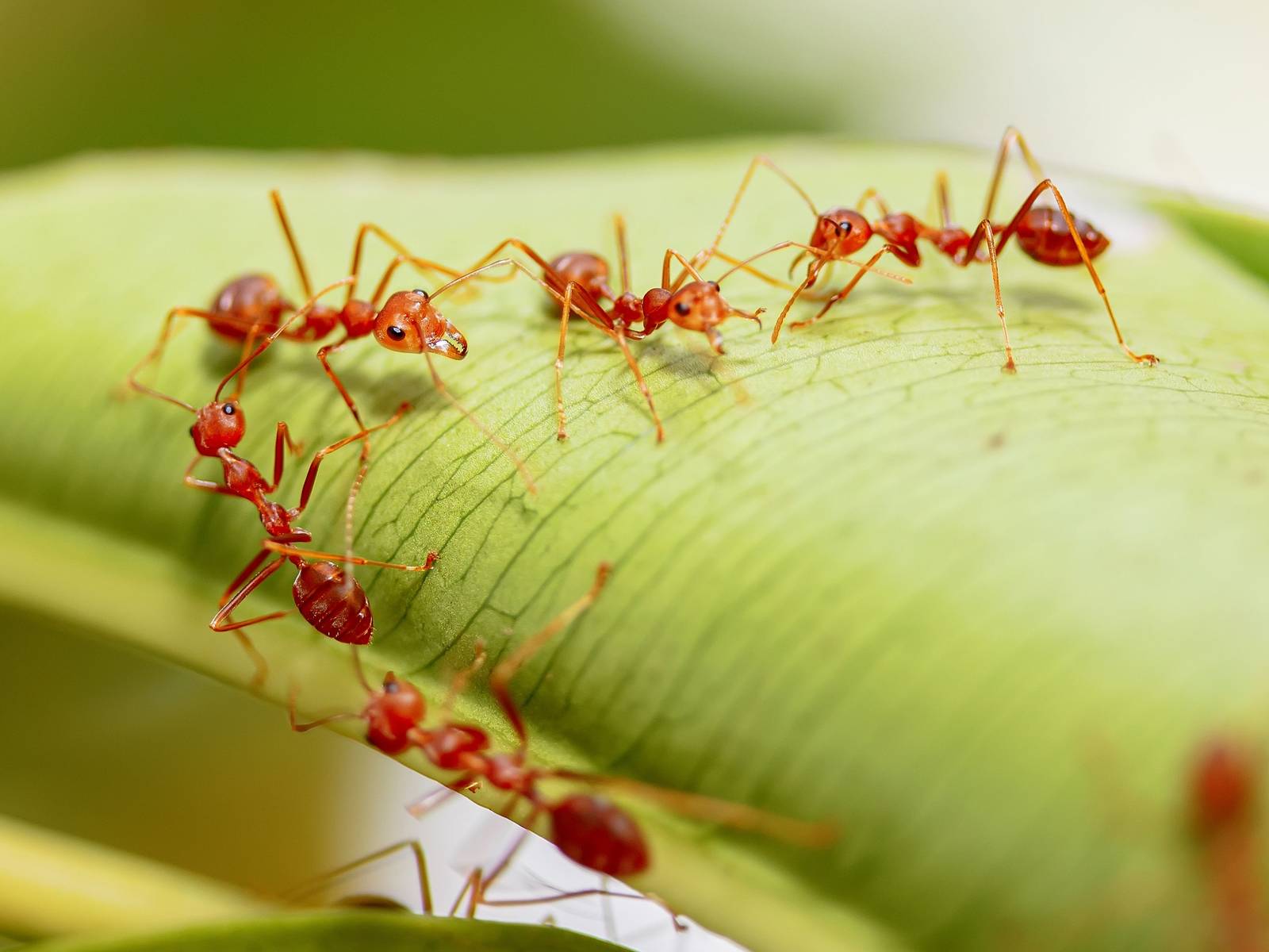 Fire Ants An Infestation Of Red Fire Ants Could Soon Swarm The UK: