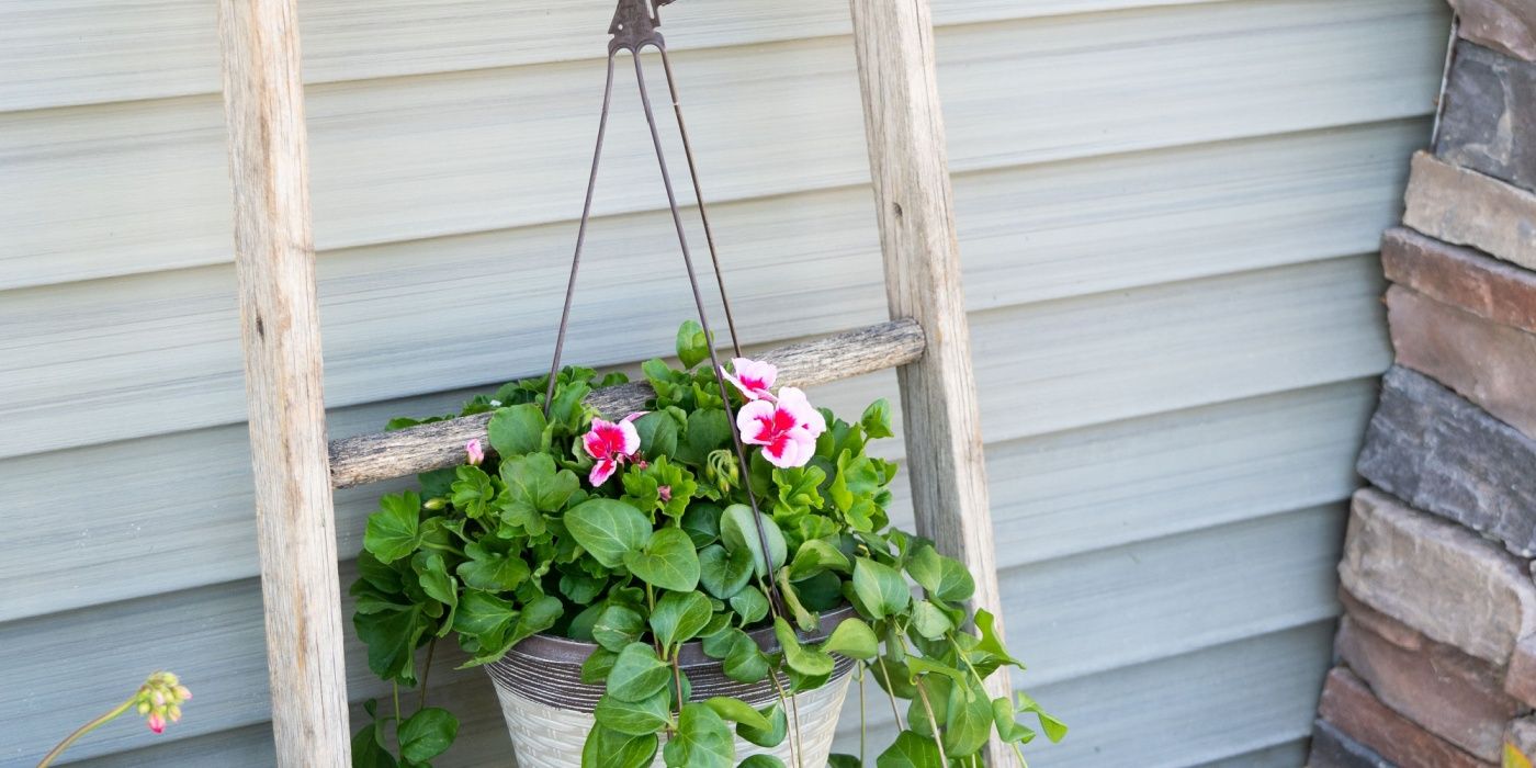 plant wall shelves indoor Plant Shelf, Plant Holder, Wall Shelf, Plants main image 1