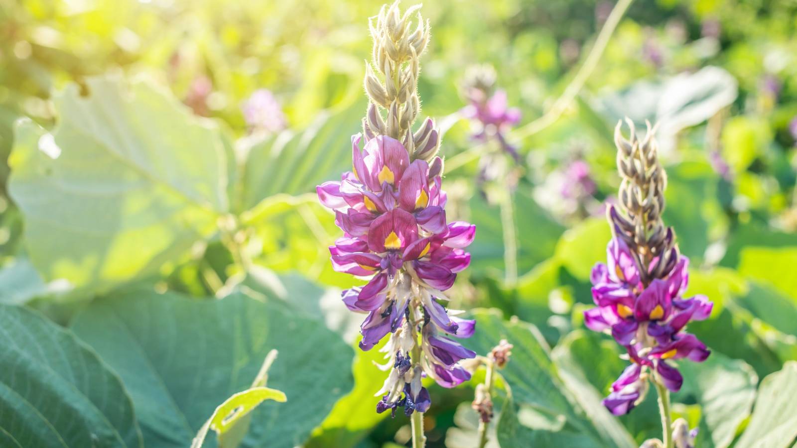 Gardening Mistakes: Non Native Plants That Destroy Your Landscape
